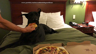 Travelling Great Dane Enjoys a Pizza Party in a Hotel Room