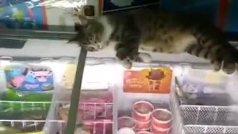 Smart cat sleeps on top of store's ice cream freezer