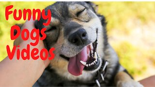 Amazing funny Dogs Videos