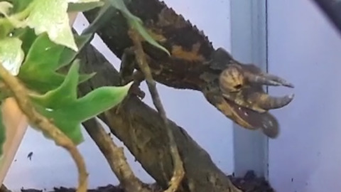 Chameleon Catching Crickets