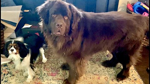 Huge Newfy And Cavalier Play Together Adorably!
