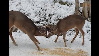 Two Bucks Fighting with Each Other
