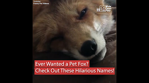 Want a Pet Fox? Let's Settle on a Name!