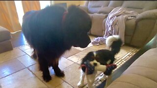 Newfoundland and Cavalier show off their daily routine