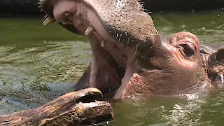 Funny hippo entertains spectators by playing with a log
