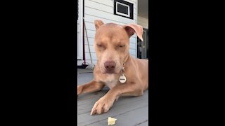 Stubborn Dog Refuses To Let Owner Leave For Vacation