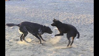 Amazing Dogs Fighting I Friendly Dogs Fighting