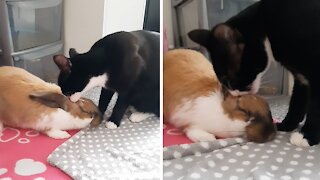Cat loves bunny best friend, can't stop kissing her