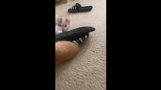 Adorable Little Kitten Gets Head Stuck Inside Sandal