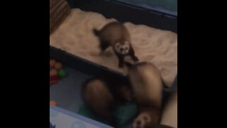 Ecstatic baby ferrets play in tray filled with rice