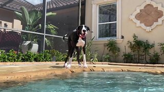 Great Dane has cutest butt wiggle & smile when she shakes