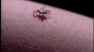 Warning about ticks