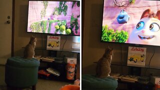 Kitty Can't Get Enough Of Watching Movies On Tv