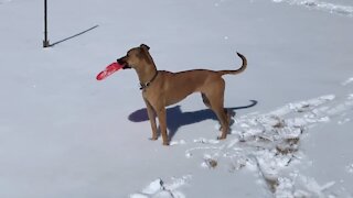 Dog watches people sledding, proceeds to do it herself