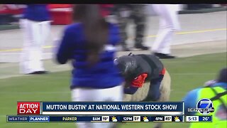 Mutton Bustin' at National Western Stock Show