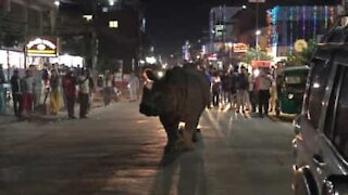 Rhino casually walks on busy street