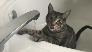 Cat super excited with simple glass of water!