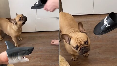 Frenchie has priceless reaction after seeing toy gets 'punches'