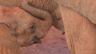 The adventures of baby elephants