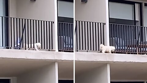 Fearless pup escapes from balcony to visit neighbor
