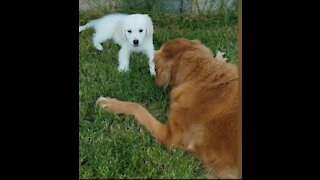 Golden retriever plays outside with new little brother