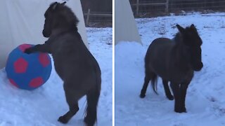 Mini mule plays with giant soccer ball in the snow