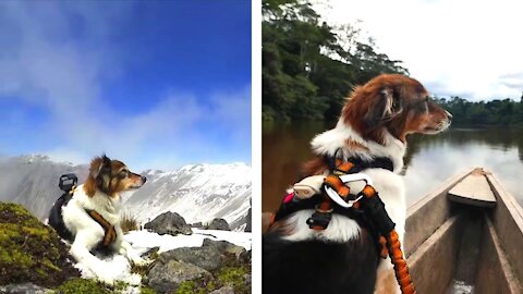 Adorable Dog Hitch-Hikes World With Owners