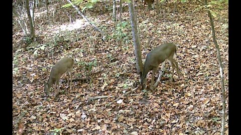 Doe and yearling eating