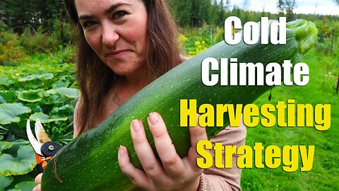 Harvesting Strategy For Large Gardens In Cold Climates