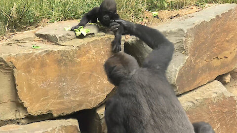 Gorilla mom loves slinging baby on her back
