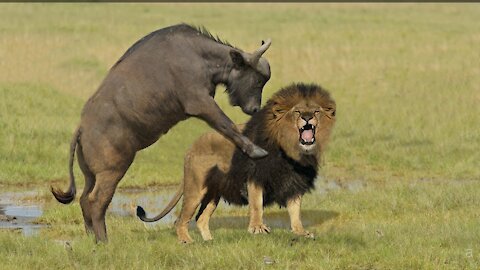 Buffalo killed lion Lion attack buffalo.