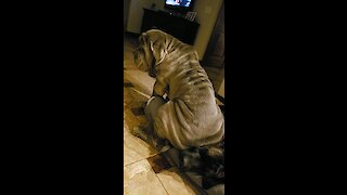Giant Wrinkly Dog Sits On Top Of Another Dog