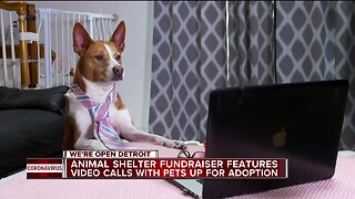 Animal shelter fundraiser features video calls with pets up for adoption