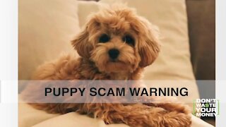 Warning signs of a puppy scam