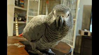 Grey parrot has the eye of a private detective