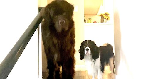 Cute & clumsy Newfie barrels downstairs and runs into the wall