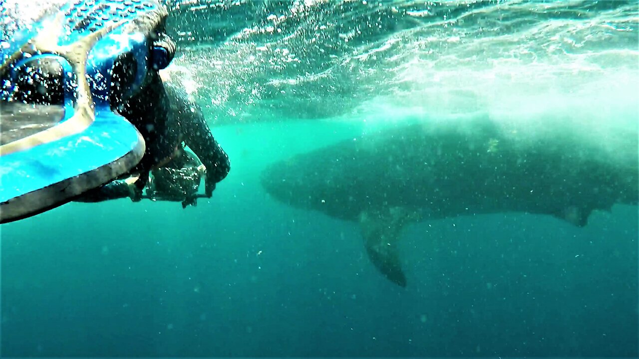 Wildlife Photographer Swims Alongside The Worlds Largest Shark