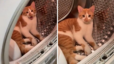 Crazy kitten decides to nap in the dryer