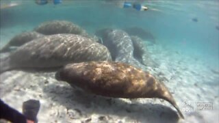 Florida tops 1,000 manatee deaths in grim single-year record