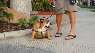 English Bulldog adorably struggles with long walks