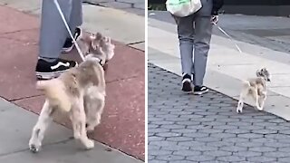 Dog on leash walks in hilariously bizarre manner