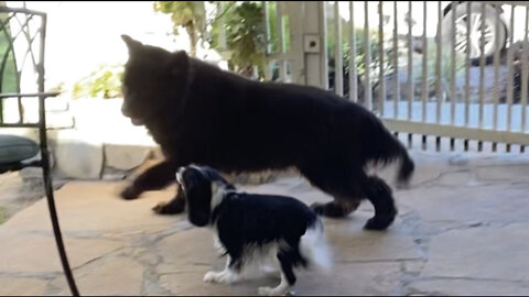 Morning Madness With Cute Cavalier And Huge Newfie