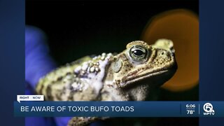 Record number of toxic toads posing threat to Florida pets
