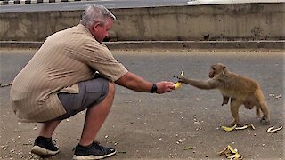 Tourist shares bananas with one armed wild monkey in India