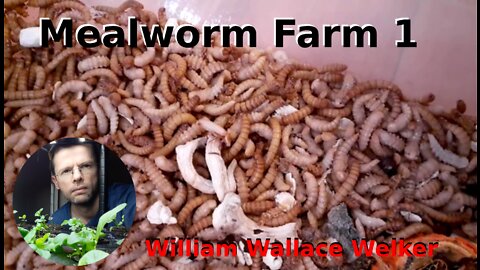 Mealworms and Duckweed