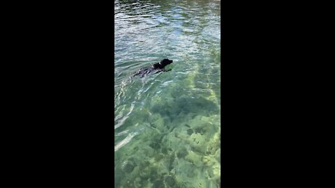 Rocky the dog lake swimming