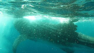 Massive whale shark has horrible propeller injuries