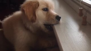 Puppy can't figure out how blinds work