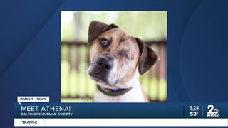 Athena the dog is up for adoption at the Baltimore Humane Society