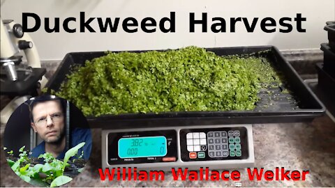 Duckweed Harvest